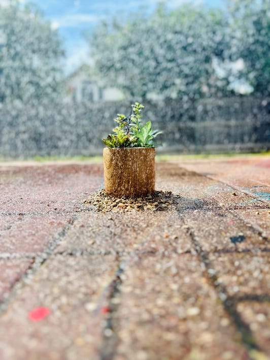 Foto de una planta